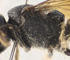 Lasioglossum interruptum