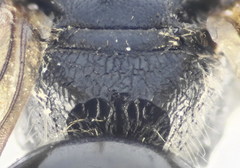 Lasioglossum interruptum