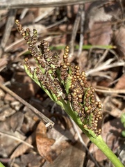 Sceptridium lunarioides
