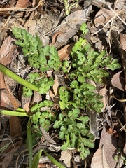 Sceptridium lunarioides