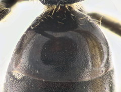 Lasioglossum interruptum