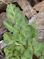 Sceptridium lunarioides