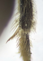 Lasioglossum interruptum