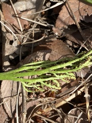 Sceptridium lunarioides