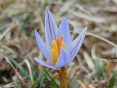 Crocus variegatus