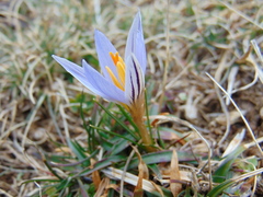 Crocus variegatus