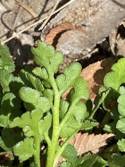 Sceptridium lunarioides