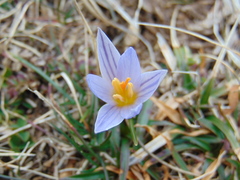 Crocus variegatus
