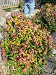 Nandina domestica