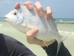 Archosargus rhomboidalis