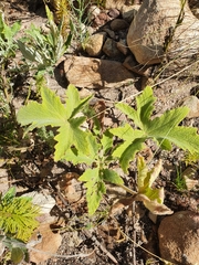 Pelargonium hispidum