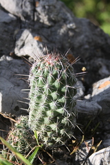 Coryphantha jalpanensis