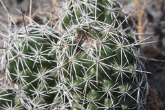 Coryphantha jalpanensis