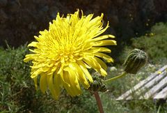 Sonchus asper asper