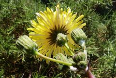 Sonchus asper asper