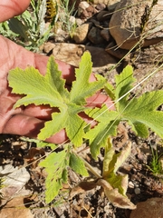 Pelargonium hispidum