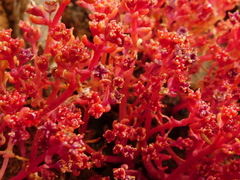 Crassula vaillantii