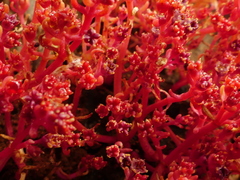 Crassula vaillantii