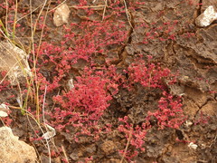Crassula vaillantii