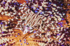 Zebrida adamsii