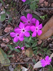 Phlox drummondii