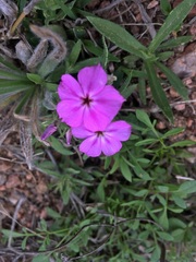 Phlox drummondii