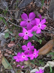 Phlox drummondii
