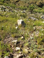 Pelargonium hispidum