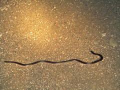 Atractaspis bibronii