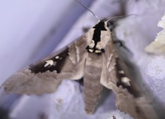 Lophostethus dumolinii