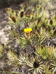 Oedera pungens angustifolia