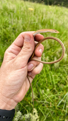 Chamaesaura macrolepis