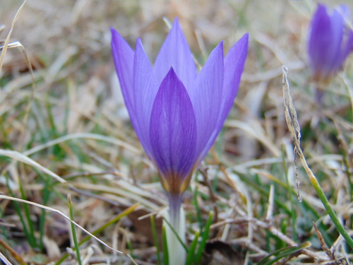 Image of Crocus dalmaticus by no rights reserved
