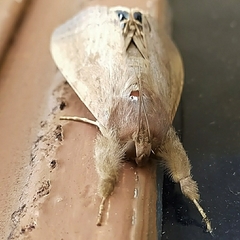 Litoprosopus