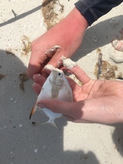 Trachinotus falcatus