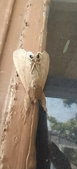 Litoprosopus