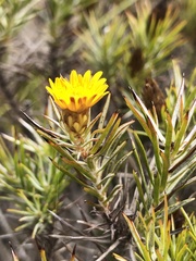 Oedera pungens angustifolia