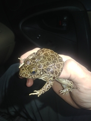 Lithobates areolatus circulosus