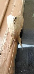Litoprosopus