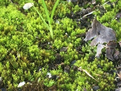 Bryophyta