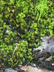 Bryophyta