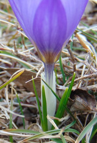 Image of Crocus dalmaticus by no rights reserved