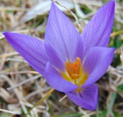 Crocus dalmaticus