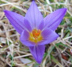 Crocus dalmaticus
