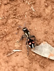 Traumatomutilla spectabilis