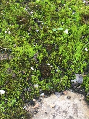 Bryophyta