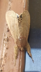 Litoprosopus