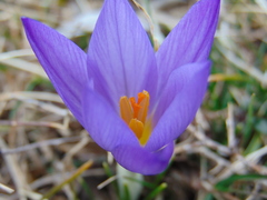 Crocus dalmaticus