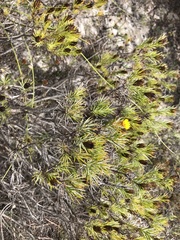 Oedera pungens angustifolia
