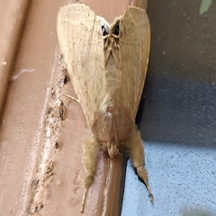 Litoprosopus